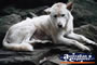 Cute Dingo . . . CLICK TO ENLARGE