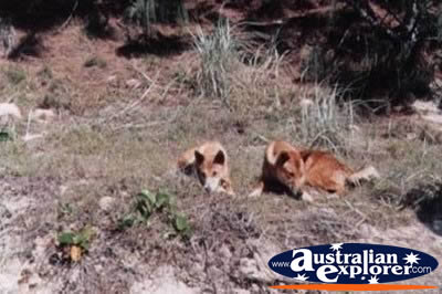 Dingoes . . . CLICK TO VIEW ALL DINGOS POSTCARDS