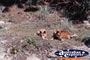 Dingoes . . . CLICK TO ENLARGE