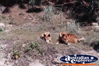 Dingoes . . . CLICK TO ENLARGE