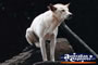 Dingo . . . CLICK TO ENLARGE
