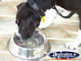 Dog drinking from his water bowl . . . CLICK TO ENLARGE