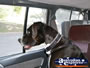 Dog in Car . . . CLICK TO ENLARGE