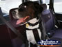 Dog safe in his harness . . . CLICK TO ENLARGE