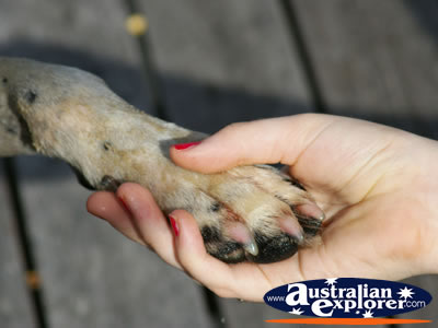Hand and a Paw . . . VIEW ALL DOGS PHOTOGRAPHS