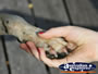 Hand and a Paw . . . CLICK TO ENLARGE