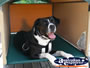 Happy Dog in his Doghouse . . . CLICK TO ENLARGE