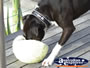 Dog playing with his toy . . . CLICK TO ENLARGE