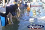 Dolphin Feeding Tin Can Bay . . . CLICK TO ENLARGE