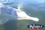 Dolphin Swimming Tin Can Bay . . . CLICK TO ENLARGE