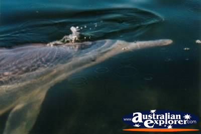 Tin Can Bay Dolphin Swimming . . . VIEW ALL DOLPHINS PHOTOGRAPHS