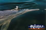 Tin Can Bay Dolphin Swimming . . . CLICK TO ENLARGE