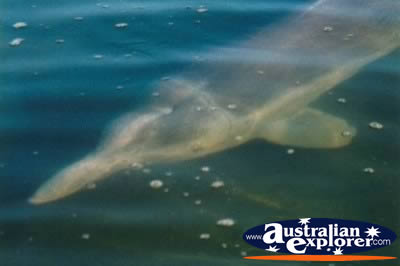 Dolphin Underwater Tin Can Bay . . . CLICK TO VIEW ALL DOLPHINS POSTCARDS