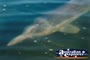Dolphin Underwater Tin Can Bay . . . CLICK TO ENLARGE