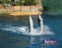 Dolphins . . . CLICK TO ENLARGE