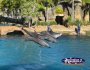 Dolphins Performing at Seaworld . . . CLICK TO ENLARGE
