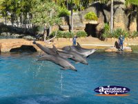 Dolphins Performing at Seaworld . . . CLICK TO ENLARGE