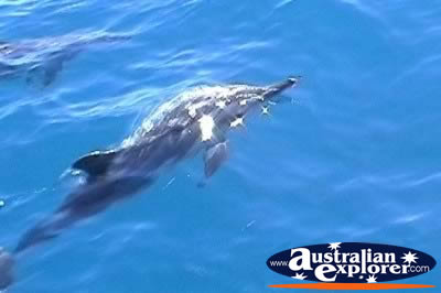 Dolphins Playing . . . CLICK TO VIEW ALL DOLPHINS POSTCARDS