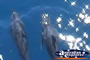 Dolphins Swimming . . . CLICK TO ENLARGE