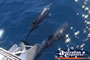 Dolphins Near Boat . . . CLICK TO ENLARGE