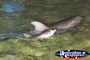 Dolphins Close Up . . . CLICK TO ENLARGE