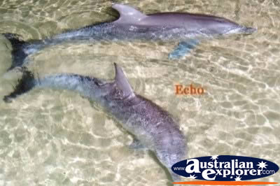 Two Dolphins . . . VIEW ALL DOLPHINS PHOTOGRAPHS
