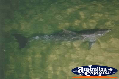 Dolphins . . . CLICK TO VIEW ALL DOLPHINS POSTCARDS