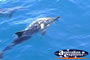 Dolphins Playing . . . CLICK TO ENLARGE