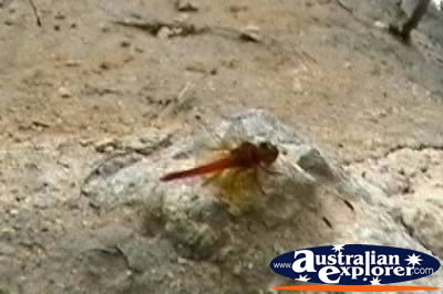 Dragon Fly . . . CLICK TO VIEW ALL GRASSHOPPERS POSTCARDS