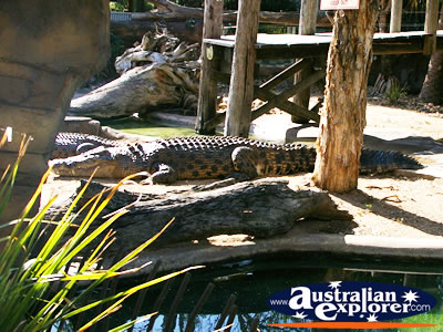 Crocodile Lazing in the Sun at Wild World in Dreamworld . . . CLICK TO VIEW ALL SALTWATER CROCODILES (MORE) POSTCARDS