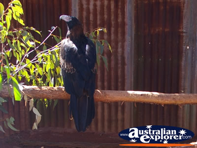 Eagle in Wild World at Dreamworld . . . CLICK TO VIEW ALL JABIRUS POSTCARDS