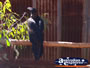 Eagle in Wild World at Dreamworld . . . CLICK TO ENLARGE