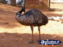 Emu in Wild World at Dreamworld . . . CLICK TO ENLARGE