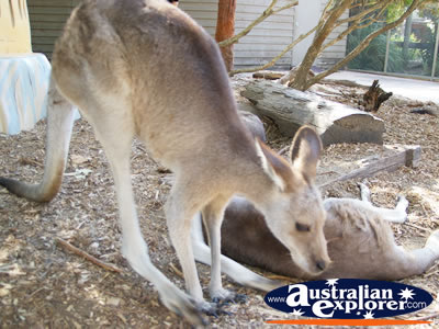Kangaroo Looking for Food at Dreamworld . . . CLICK TO VIEW ALL KANGAROOS (MORE) POSTCARDS