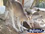 Kangaroo Looking for Food at Dreamworld . . . CLICK TO ENLARGE