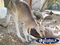 Kangaroo Looking for Food at Dreamworld . . . CLICK TO ENLARGE