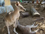 Kangaroos at Dreamworld . . . CLICK TO ENLARGE