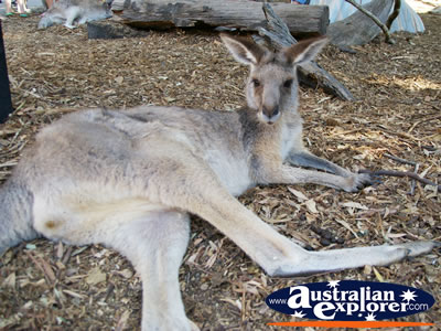 Kangaroo Lying Down at Dreamworld . . . VIEW ALL KANGAROOS (MORE) PHOTOGRAPHS