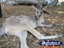 Kangaroo Lying Down at Dreamworld . . . CLICK TO ENLARGE