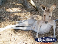 Kangaroo Resting its Legs at Dreamworld . . . CLICK TO ENLARGE