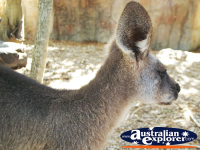 Kangaroo Profile Shot . . . CLICK TO VIEW ALL KANGAROOS (MORE) POSTCARDS