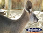 Kangaroo Profile Shot . . . CLICK TO ENLARGE