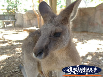 Kangaroo Closeup . . . CLICK TO VIEW ALL KANGAROOS (MORE) POSTCARDS