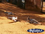 Kangaroos Lazing in the Sun at Wild World, Dreamworld . . . CLICK TO ENLARGE