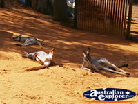 Kangaroos Lazing in the Sun at Wild World, Dreamworld . . . CLICK TO ENLARGE
