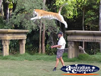 Dreamworld Begal Tiger Leaping . . . CLICK TO ENLARGE