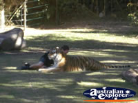Tigers at Dreamworld with Trainer . . . CLICK TO ENLARGE