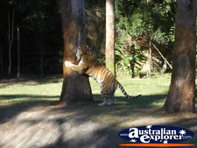 Tigers at Dreamworld . . . VIEW ALL TIGERS PHOTOGRAPHS