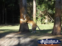 Tigers at Dreamworld . . . CLICK TO ENLARGE