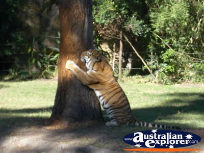 Tigers Scratching Tree at Dreamworld . . . CLICK TO VIEW ALL TIGERS POSTCARDS